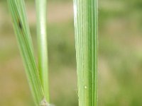 Calamagrostis arundinacea 7, Bosstruisriet, Saxifraga-Rutger Barendse